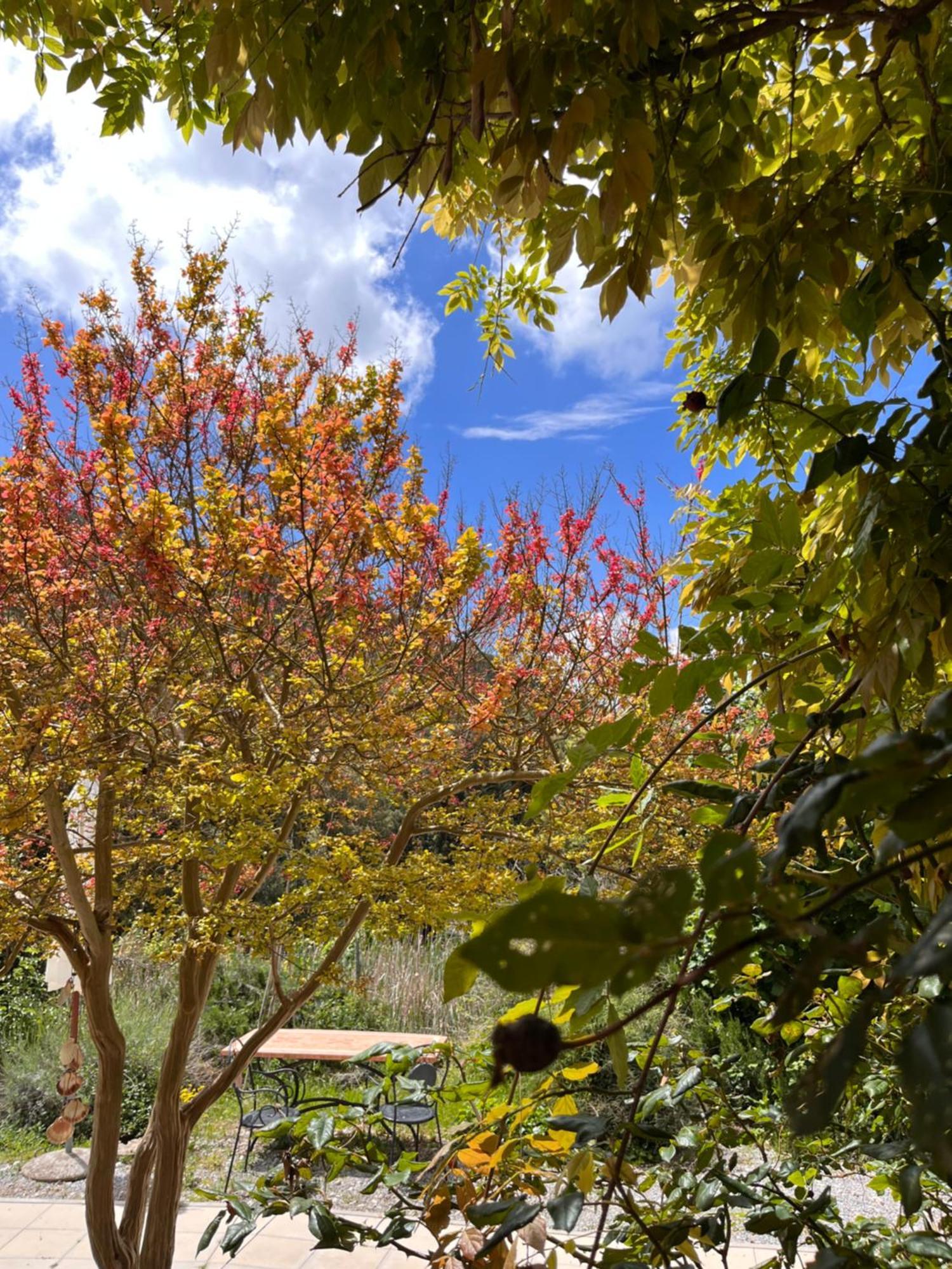 B&B La Fucinaia Pet Friendly Adults Only Campiglia Marittima Bagian luar foto