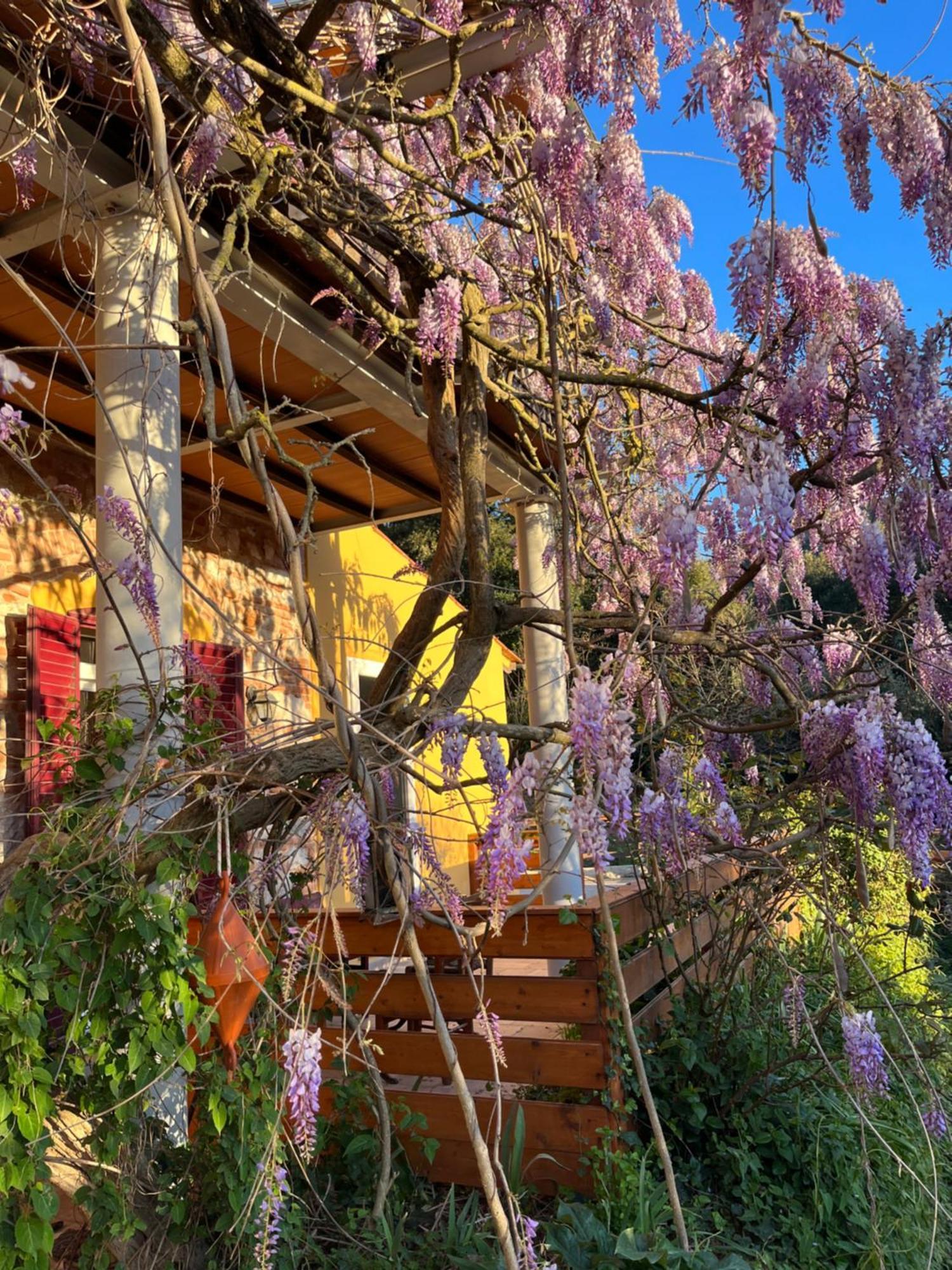 B&B La Fucinaia Pet Friendly Adults Only Campiglia Marittima Bagian luar foto