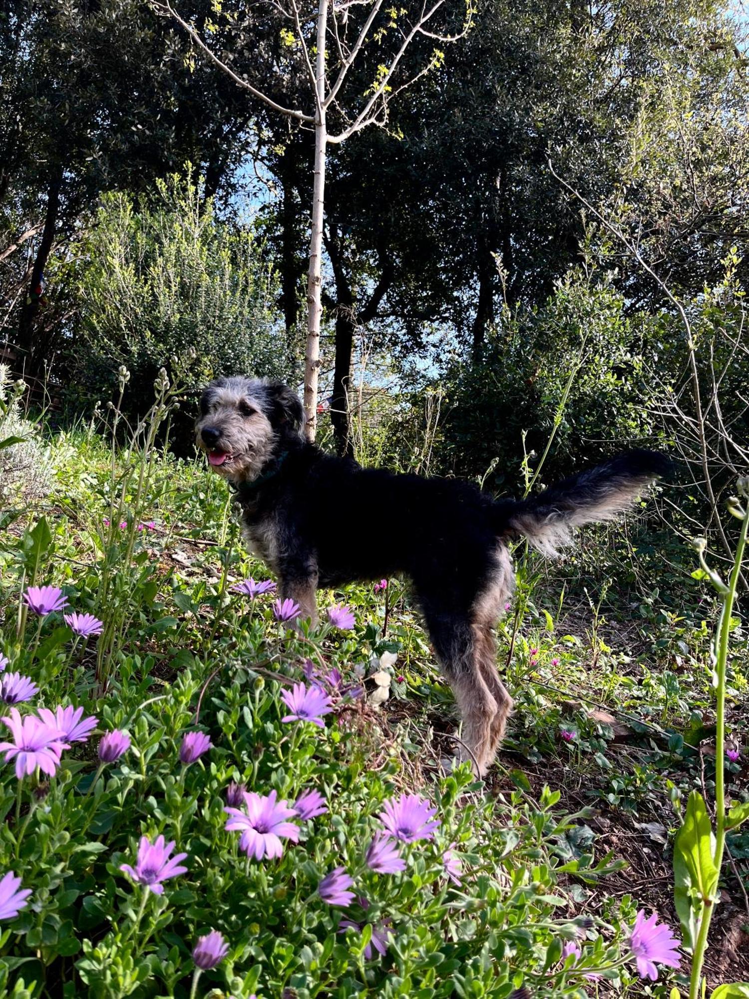 B&B La Fucinaia Pet Friendly Adults Only Campiglia Marittima Bagian luar foto